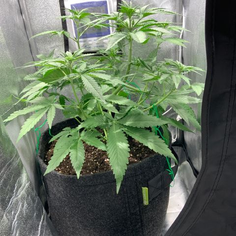 Gelato Auto growlog timeline photo