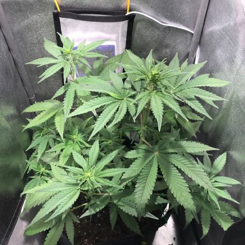 Gelato Auto growlog timeline photo
