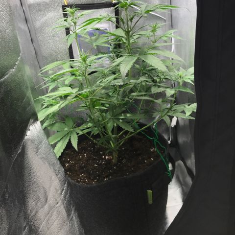Gelato Auto growlog timeline photo