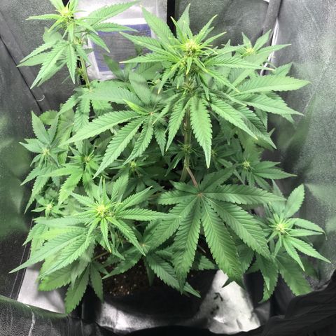 Gelato Auto growlog timeline photo