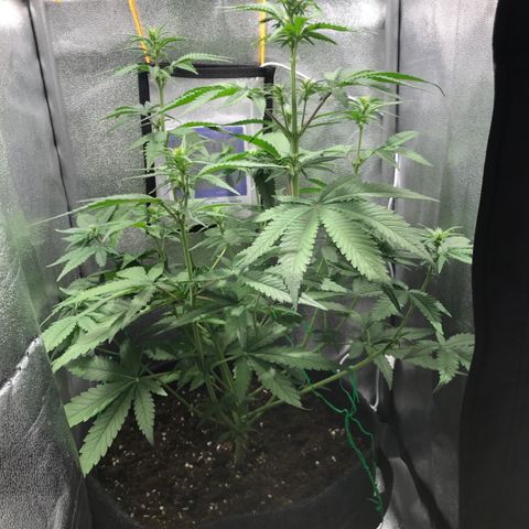 Gelato Auto growlog timeline photo