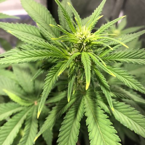 Gelato Auto growlog timeline photo