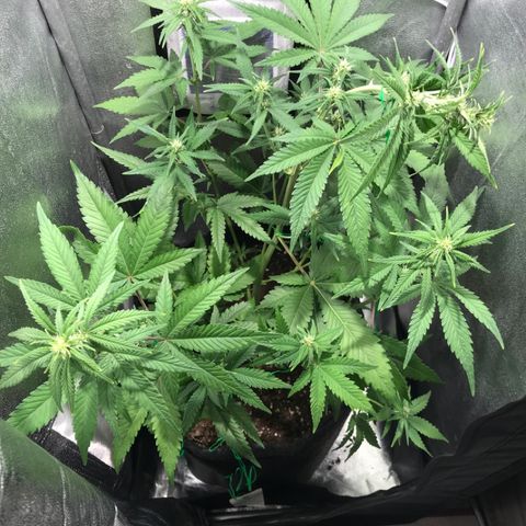 Gelato Auto growlog timeline photo