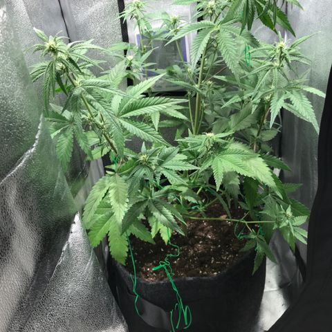 Gelato Auto growlog timeline photo
