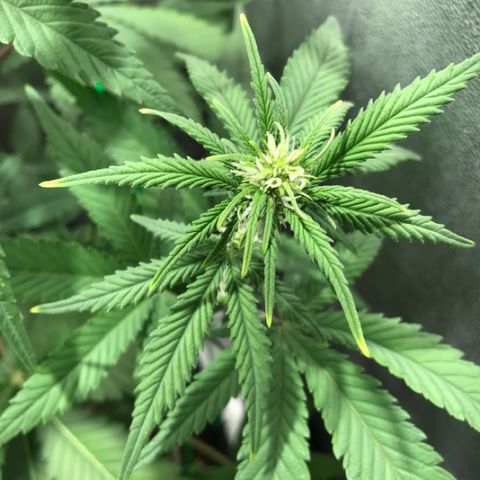 Gelato Auto growlog timeline photo