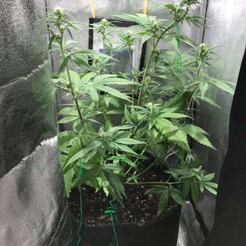 Gelato Auto growlog timeline photo