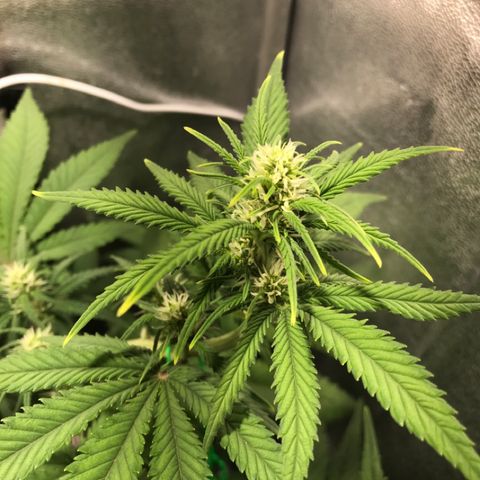 Gelato Auto growlog timeline photo