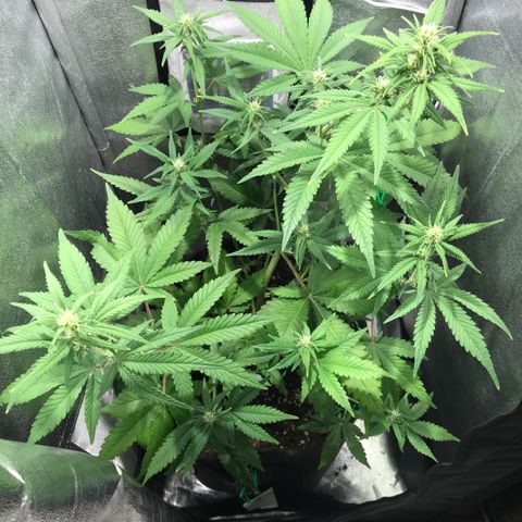 Gelato Auto growlog timeline photo