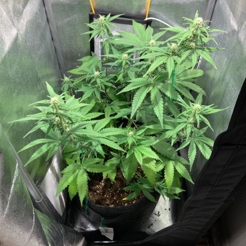 Gelato Auto growlog timeline photo