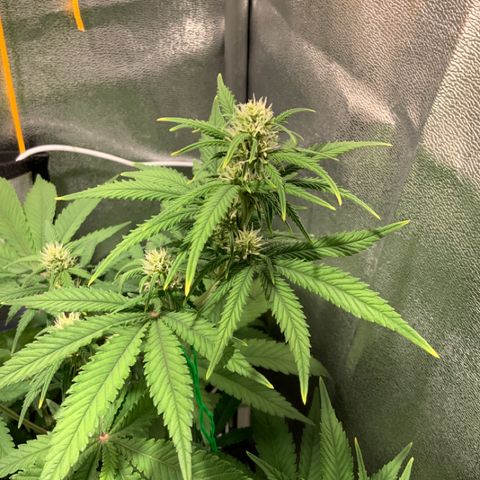 Gelato Auto growlog timeline photo