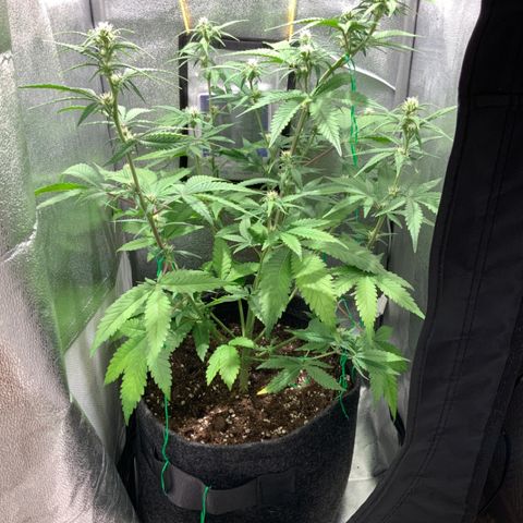 Gelato Auto growlog timeline photo