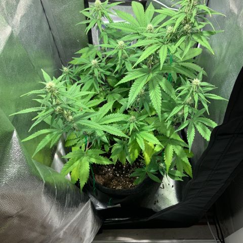 Gelato Auto growlog timeline photo