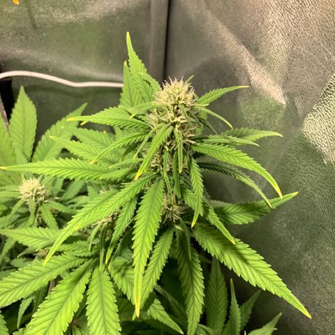 Gelato Auto growlog timeline photo