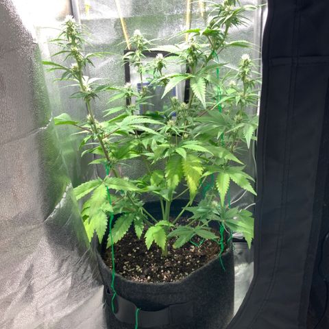 Gelato Auto growlog timeline photo