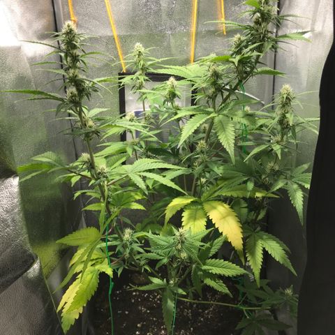 Gelato Auto growlog timeline photo