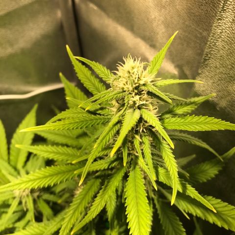 Gelato Auto growlog timeline photo