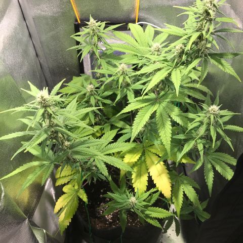 Gelato Auto growlog timeline photo