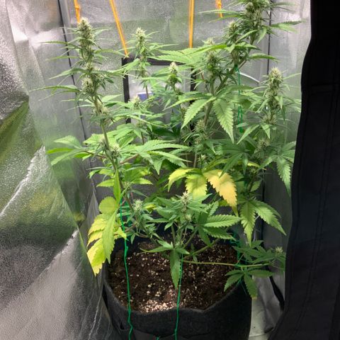 Gelato Auto growlog timeline photo