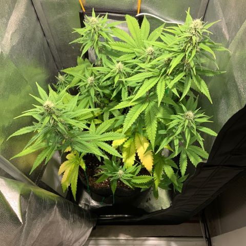 Gelato Auto growlog timeline photo
