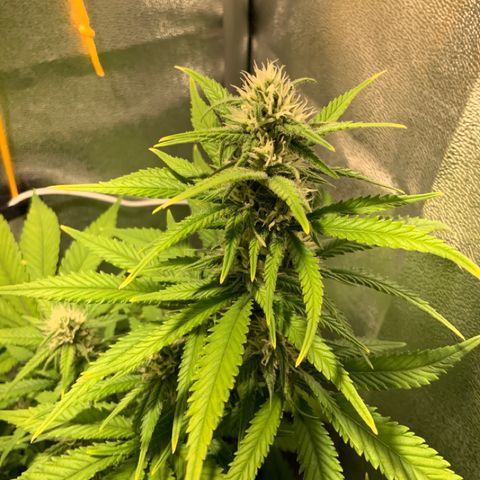 Gelato Auto growlog timeline photo