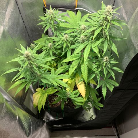 Gelato Auto growlog timeline photo
