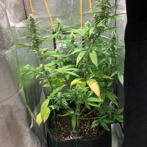 Gelato Auto growlog timeline photo