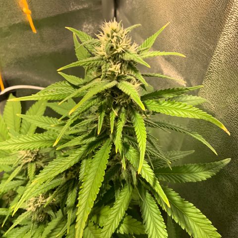 Gelato Auto growlog timeline photo