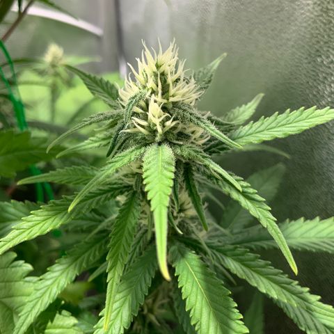 Gelato Auto growlog timeline photo