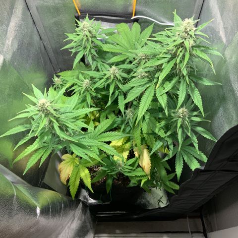 Gelato Auto growlog timeline photo