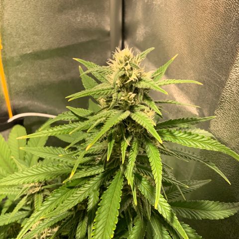 Gelato Auto growlog timeline photo