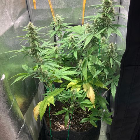 Gelato Auto growlog timeline photo