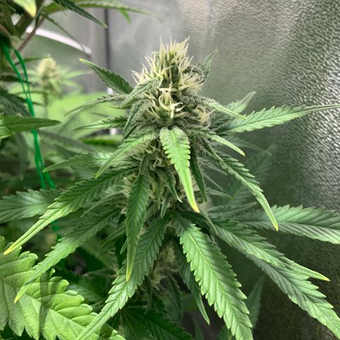 Gelato Auto growlog timeline photo