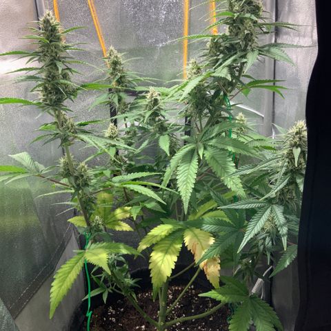 Gelato Auto growlog timeline photo