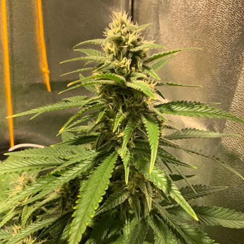 Gelato Auto growlog timeline photo