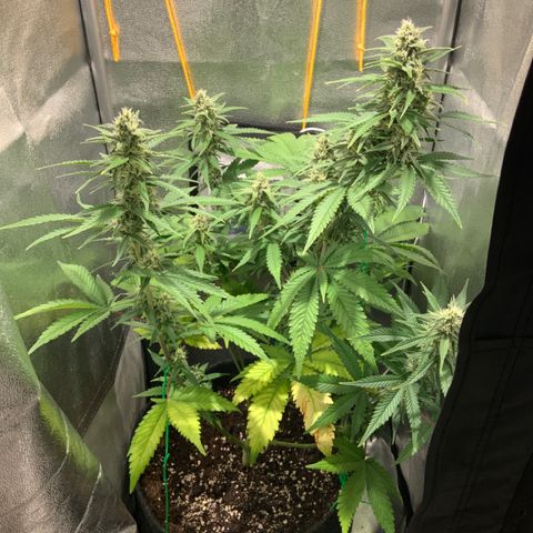 Gelato Auto growlog timeline photo