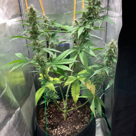 Gelato Auto growlog timeline photo