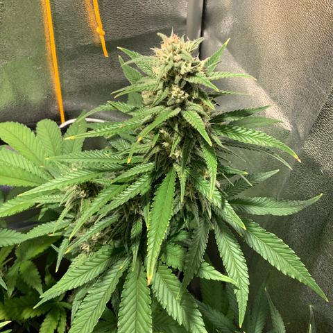 Gelato Auto growlog timeline photo
