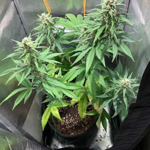 Gelato Auto growlog timeline photo