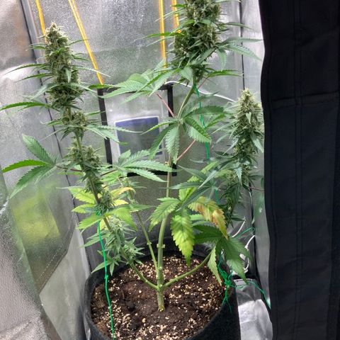 Gelato Auto growlog timeline photo
