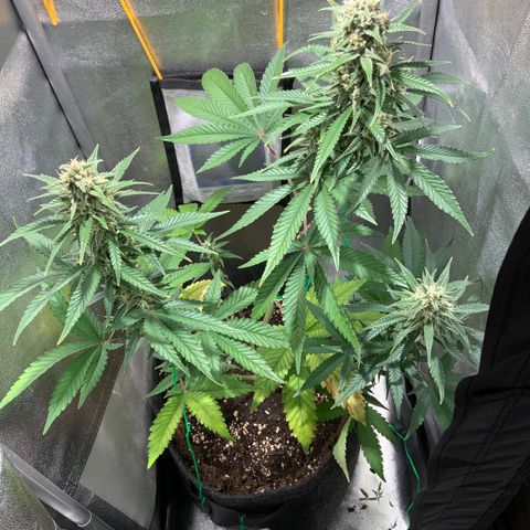 Gelato Auto growlog timeline photo