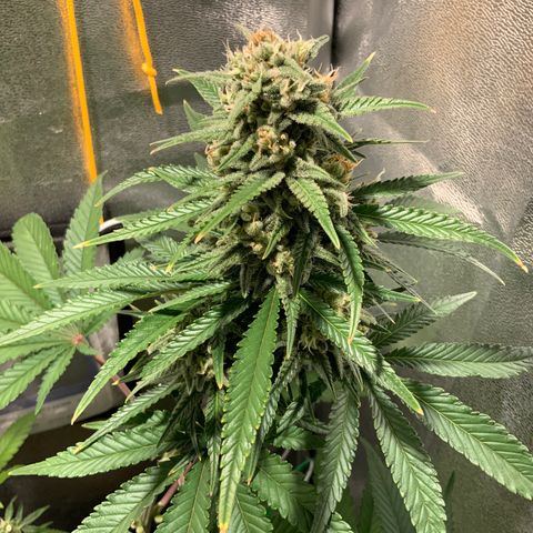 Gelato Auto growlog timeline photo