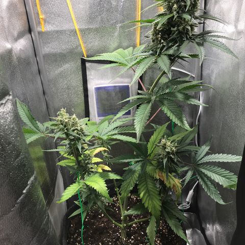 Gelato Auto growlog timeline photo