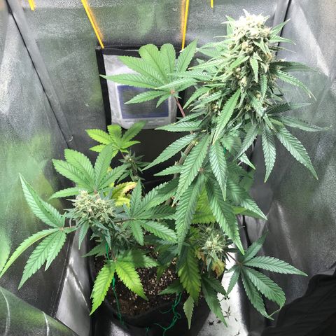 Gelato Auto growlog timeline photo