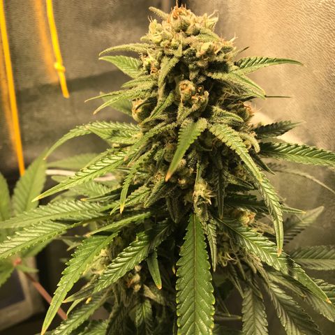 Gelato Auto growlog timeline photo