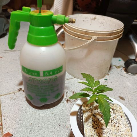 Sublimator Fenotipo N° 1 growlog timeline photo