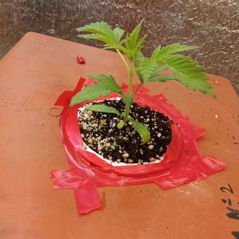 Sublimator Fenotipo N° 1 growlog photo: 1ml por litro base a b y veg