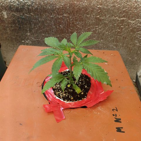 Sublimator Fenotipo N° 1 growlog timeline photo