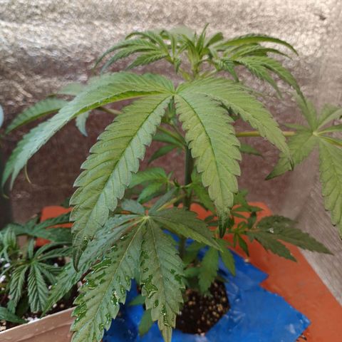 Sublimator Fenotipo N° 1 growlog timeline photo