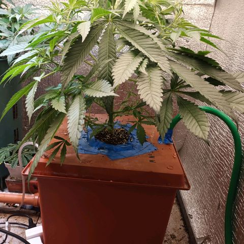 Sublimator Fenotipo N° 1 growlog timeline photo