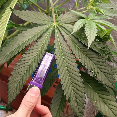 Sublimator Fenotipo N° 1 growlog timeline photo